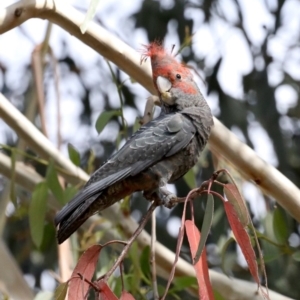 Callocephalon fimbriatum at Majura, ACT - 3 Nov 2019