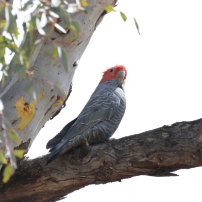 Callocephalon fimbriatum (Gang-gang Cockatoo) at Ainslie, ACT - 5 Nov 2019 by jb2602