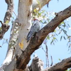 Callocephalon fimbriatum at Ainslie, ACT - 5 Nov 2019