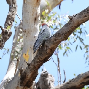 Callocephalon fimbriatum at Ainslie, ACT - 5 Nov 2019