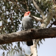 Callocephalon fimbriatum at Ainslie, ACT - 5 Nov 2019