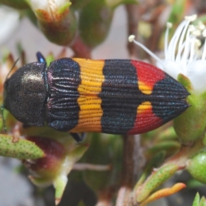 Castiarina bella at Tianjara, NSW - 6 Dec 2019 11:34 PM