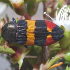 Castiarina bella (A Jewel Beetle) at Tianjara, NSW - 6 Dec 2019 by Harrisi