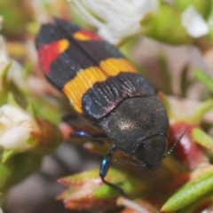 Castiarina bella at Tianjara, NSW - 6 Dec 2019 11:34 PM