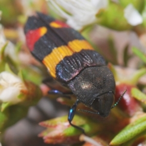 Castiarina bella at Tianjara, NSW - 6 Dec 2019 11:34 PM