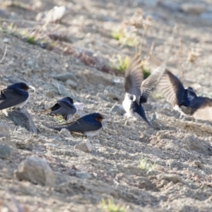 Hirundo neoxena at Michelago, NSW - 7 Sep 2019 04:10 PM