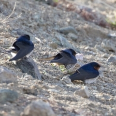 Hirundo neoxena at Michelago, NSW - 7 Sep 2019