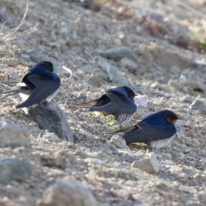 Hirundo neoxena at Michelago, NSW - 7 Sep 2019 04:10 PM