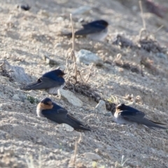 Hirundo neoxena at Michelago, NSW - 7 Sep 2019 04:10 PM