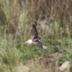 Petrochelidon nigricans (Tree Martin) at Michelago, NSW - 3 Nov 2019 by Illilanga