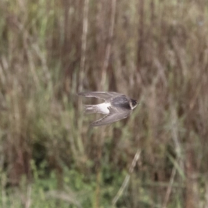 Petrochelidon nigricans at Michelago, NSW - 4 Nov 2019 07:18 AM