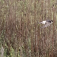 Petrochelidon nigricans at Michelago, NSW - 4 Nov 2019 07:18 AM