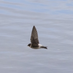 Petrochelidon nigricans at Michelago, NSW - 4 Nov 2019 07:18 AM