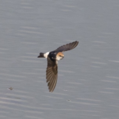 Petrochelidon ariel (Fairy Martin) at Michelago, NSW - 3 Nov 2019 by Illilanga