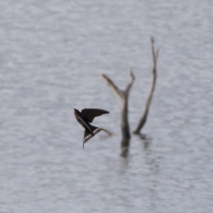 Hirundo neoxena at Michelago, NSW - 4 Nov 2019 07:11 AM