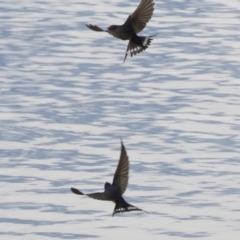 Hirundo neoxena at Michelago, NSW - 4 Nov 2019