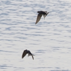 Hirundo neoxena at Michelago, NSW - 4 Nov 2019