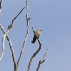 Artamus cyanopterus (Dusky Woodswallow) at Illilanga & Baroona - 28 Oct 2019 by Illilanga