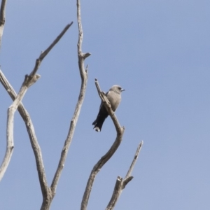 Artamus cyanopterus at Michelago, NSW - 28 Oct 2019 02:56 PM