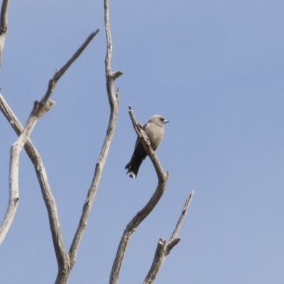 Artamus cyanopterus cyanopterus (Dusky Woodswallow) at Illilanga & Baroona - 28 Oct 2019 by Illilanga