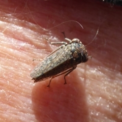 Cicadellidae (family) (Unidentified leafhopper) at Mount Mugga Mugga - 6 Dec 2019 by Christine