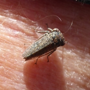 Cicadellidae (family) at Symonston, ACT - 6 Dec 2019 12:04 PM