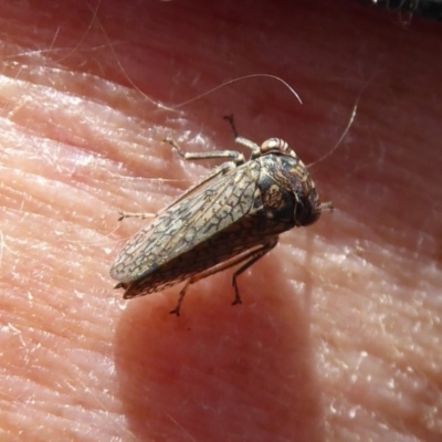 Cicadellidae (family) (Unidentified leafhopper) at Mount Mugga Mugga - 6 Dec 2019 by Christine
