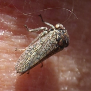 Cicadellidae (family) at Symonston, ACT - 6 Dec 2019