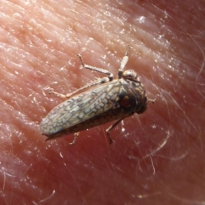 Cicadellidae (family) at Symonston, ACT - 6 Dec 2019 12:04 PM