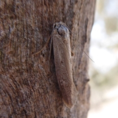 Philobota (genus) (Unidentified Philobota genus moths) at Callum Brae - 6 Dec 2019 by Christine