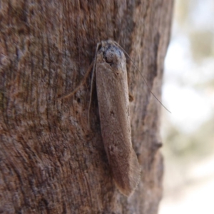 Philobota (genus) at Symonston, ACT - 6 Dec 2019 01:06 PM