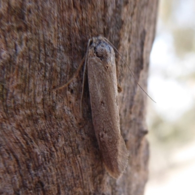 Philobota (genus) (Unidentified Philobota genus moths) at Symonston, ACT - 6 Dec 2019 by Christine