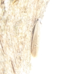 Philobota (genus) at Symonston, ACT - 6 Dec 2019
