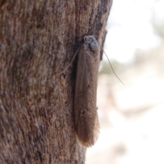 Philobota (genus) at Symonston, ACT - 6 Dec 2019 01:06 PM