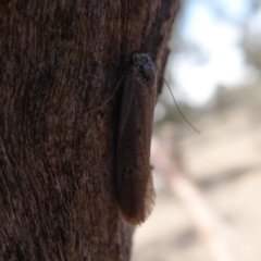 Philobota (genus) at Symonston, ACT - 6 Dec 2019 01:06 PM