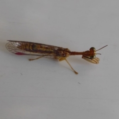 Mantispidae (family) (Unidentified mantisfly) at Symonston, ACT - 6 Dec 2019 by Christine