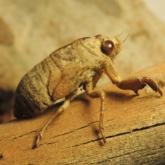 Psaltoda moerens (Redeye cicada) at Bonython, ACT - 3 Dec 2019 by MichaelBedingfield