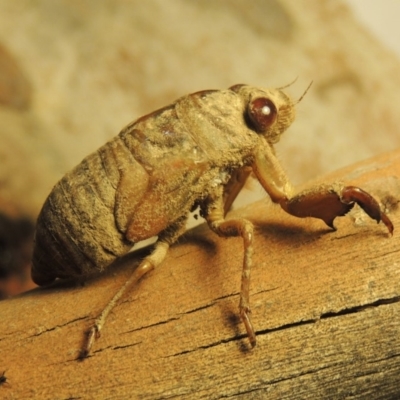 Psaltoda moerens (Redeye cicada) at Pine Island to Point Hut - 3 Dec 2019 by michaelb