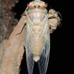 Psaltoda moerens (Redeye cicada) at Pine Island to Point Hut - 3 Dec 2019 by michaelb