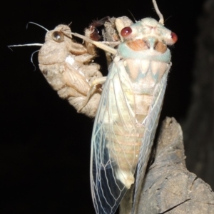 Psaltoda moerens at Bonython, ACT - 4 Dec 2019