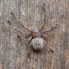 Neosparassus calligaster (Beautiful Badge Huntsman) at Kambah, ACT - 1 Dec 2019 by HarveyPerkins