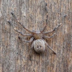 Neosparassus calligaster at Kambah, ACT - 1 Dec 2019 03:44 PM