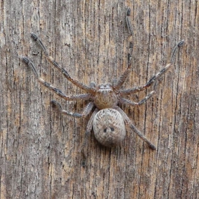 Neosparassus calligaster (Beautiful Badge Huntsman) at Kambah, ACT - 1 Dec 2019 by HarveyPerkins