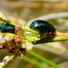 Arsipoda chrysis (Flea beetle) at ANBG - 1 Dec 2019 by HarveyPerkins