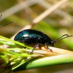 Arsipoda chrysis at Acton, ACT - 1 Dec 2019 11:45 AM