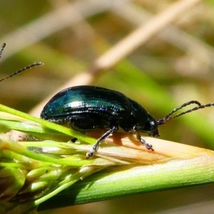 Arsipoda chrysis at Acton, ACT - 1 Dec 2019 11:45 AM