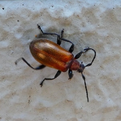 Ecnolagria grandis (Honeybrown beetle) at ANBG - 1 Dec 2019 by HarveyPerkins