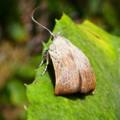 Tortricopsis pyroptis (A Concealer moth (Wingia Group)) at Acton, ACT - 1 Dec 2019 by HarveyPerkins