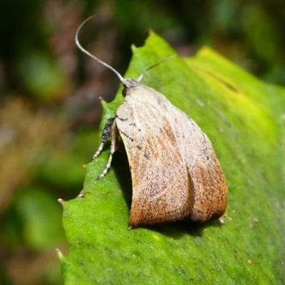 Tortricopsis pyroptis (A Concealer moth (Wingia Group)) at ANBG - 1 Dec 2019 by HarveyPerkins