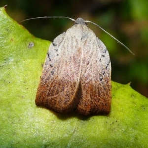 Tortricopsis pyroptis at Acton, ACT - 1 Dec 2019